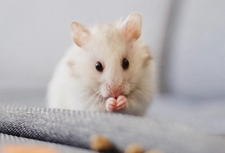 Rats