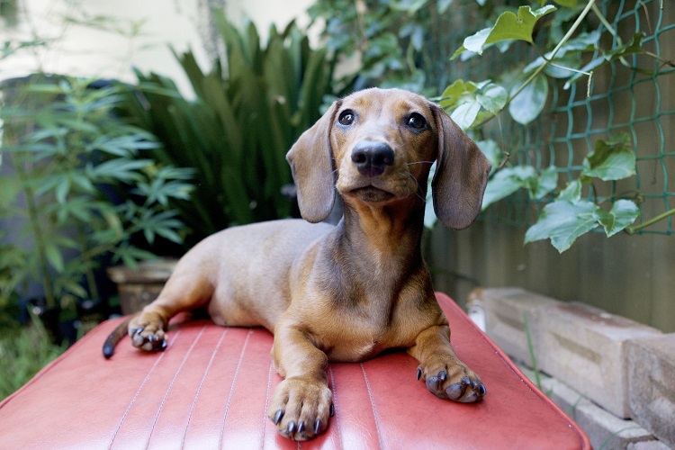 Dog Breeds