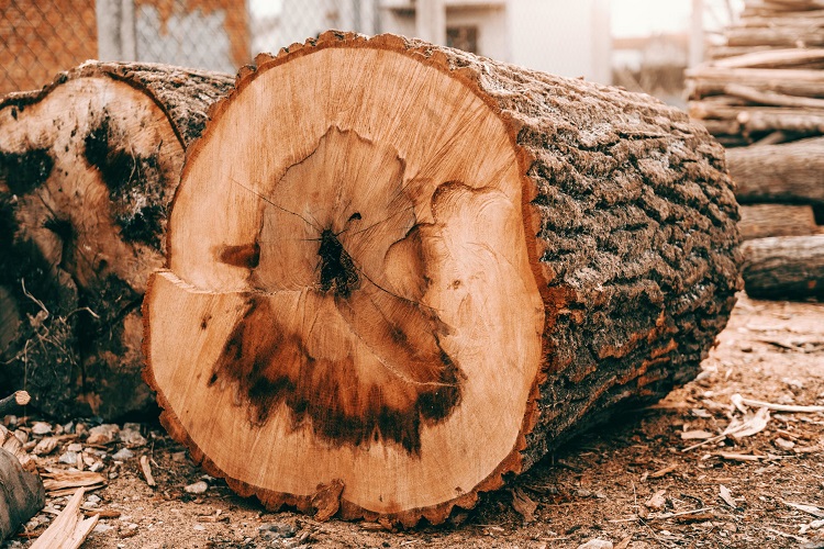 Oak Wood