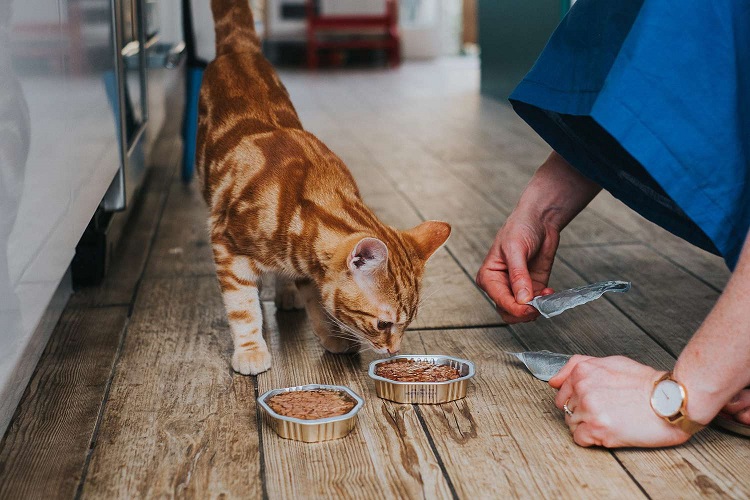 Cat Food