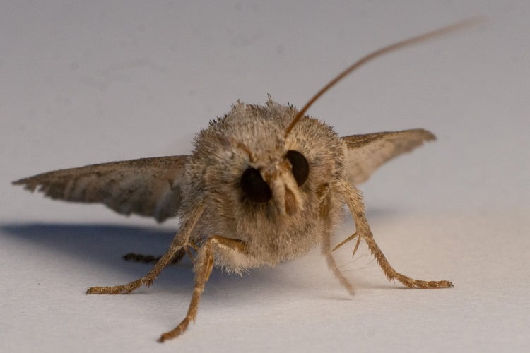 Remove Moths