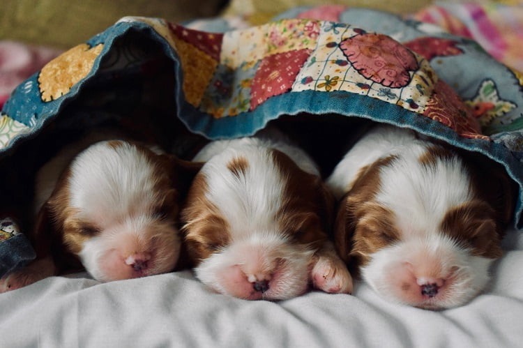 Proper Breeder
