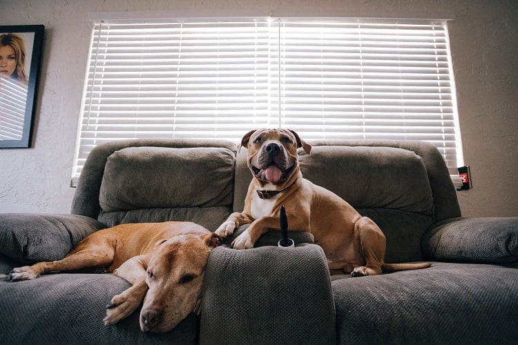 Pet-Friendly