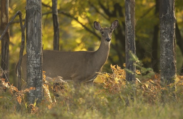 Deer