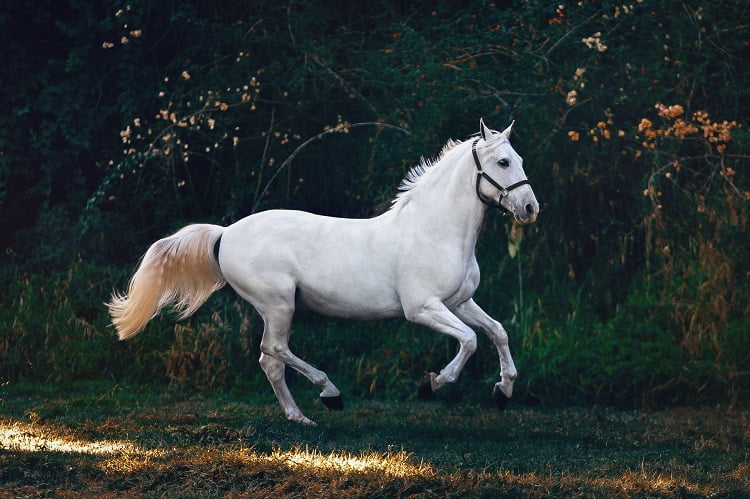 Horses Warm