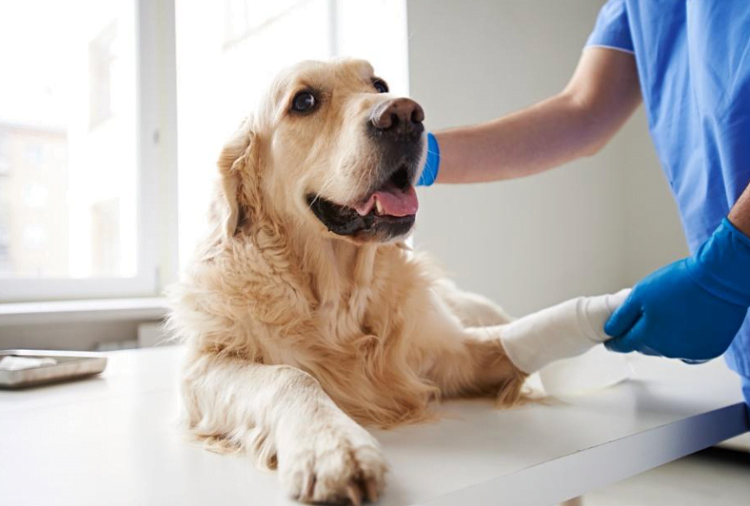 Animal Rehabilitation