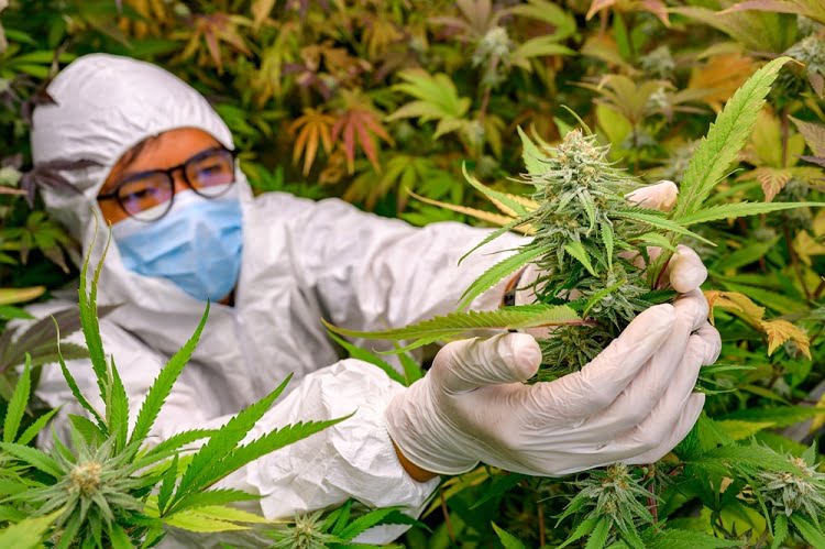 Cannabis Strain