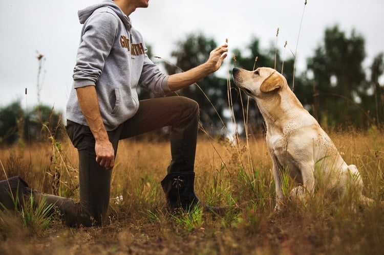 Dog Trainers