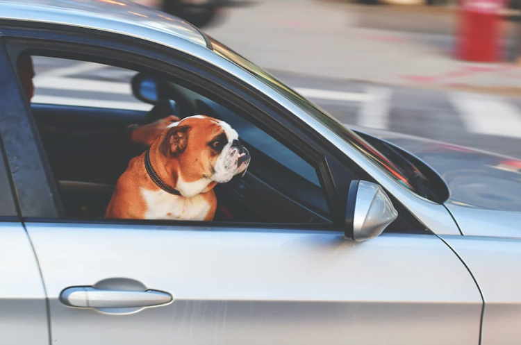 Travel With Pets
