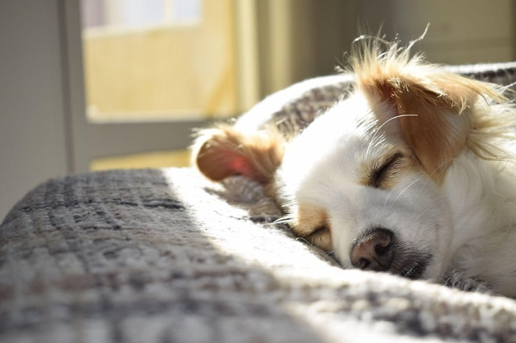 Dogs Sleep