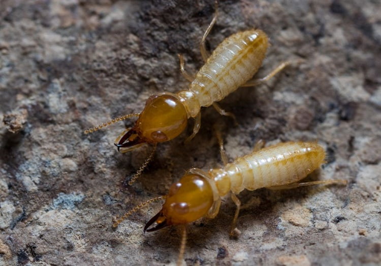 Pest Control