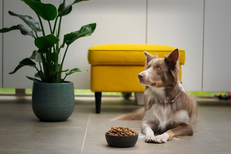 Pet Food