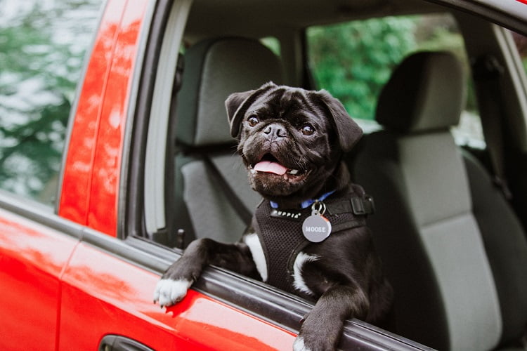 Dog Car Seat