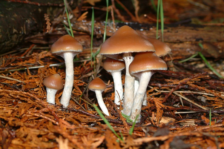 Magic Mushrooms