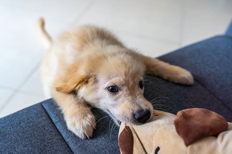 Puppy Biting
