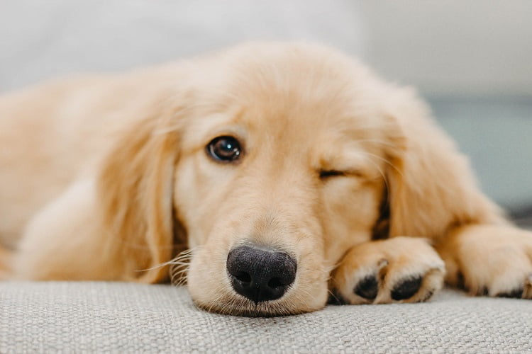 Kennel Cough