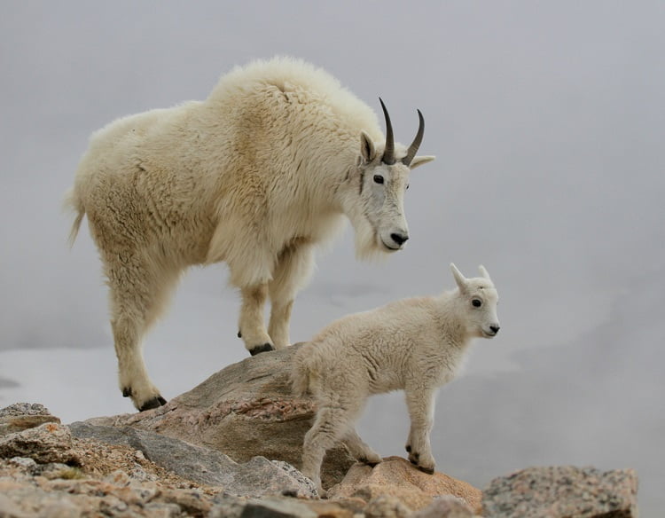 Oreamnos Americanus
