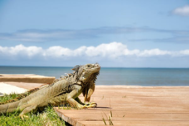 Iguanas