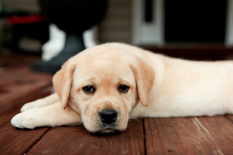 English Lab Puppy