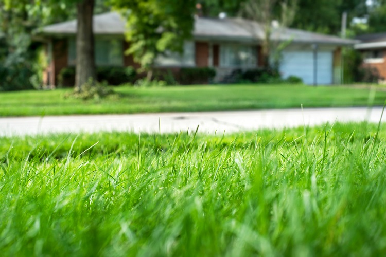 Healthy Lawn