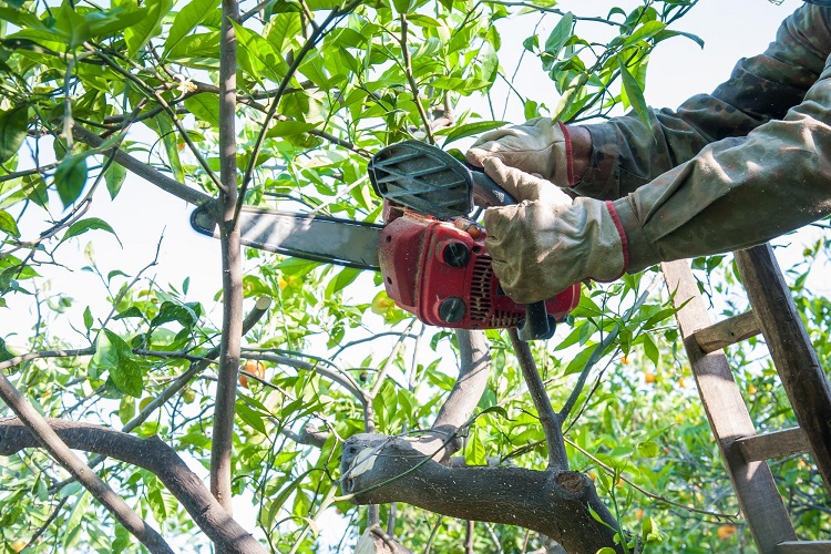 Tree Pruning