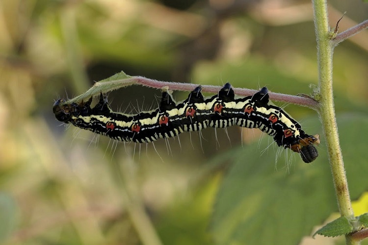 Garden Pests